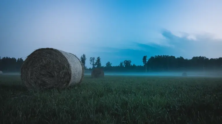 678 hektāri Latvijā: par ko maksā pļavu saimniekiem