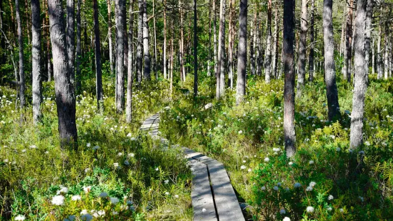 Inčukalnā atklāta jauna atpūtas zona un atjaunota meža teritorija