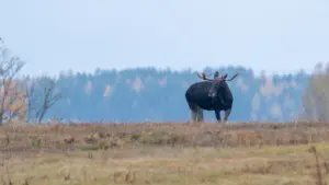Liels aļņu bullis stāv klajā laukā ar mežu fonā Latvijas dabas ainavā.